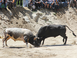 Rize'de boğa güreşli festival bitti