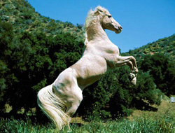 Rize'de şaka gibi olay