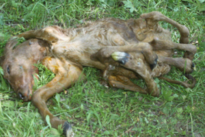 7 ayaklı buzağı görenler şaşkın