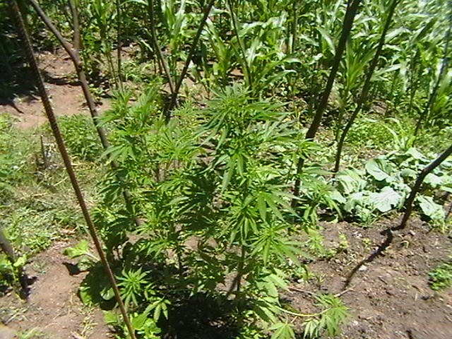 Giresun'da tarladan ne çıktı?