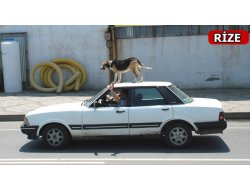 Rizeli Vatandaş'ın köpeği gezide