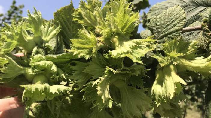 Fındık destekleri ne zaman yatacak? Alan bazlı fındık destek ödemeleri 2024