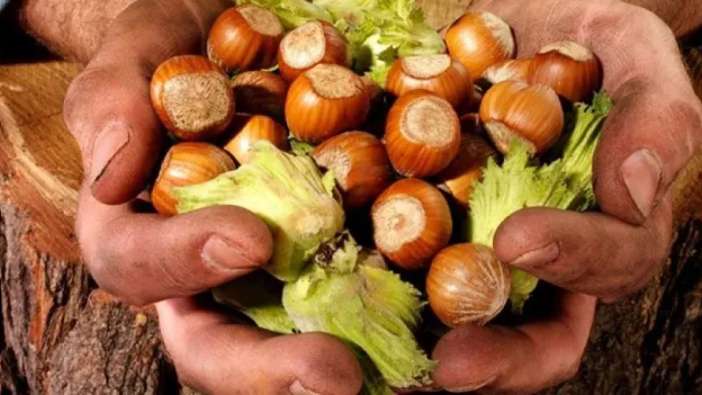 Fındık üreticisi unutuldu mu? Yer paraları ne zaman yatacak?