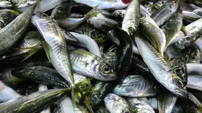 Gürcistan umudu boşa çıktı: Hamsi avı beklentiyi karşılamadı