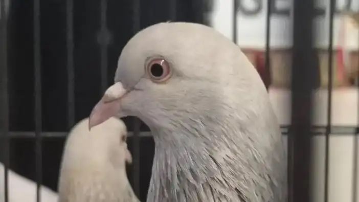 Samsun’da güvercin yetiştiricilerinden kupa töreni ve bağış kampanyası