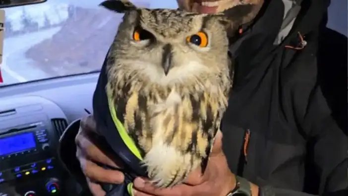 Artvin Ardanuç’ta tellere takılan baykuş kurtarıldı