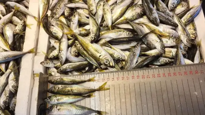 Trabzon’da yasa dışı avcılığa 2025’te 3,2 milyon lira ceza