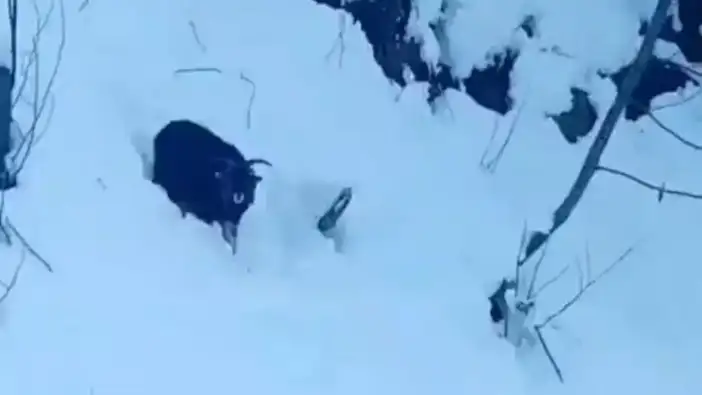 Kardan kapanan yolda duyarlı davranış: Operatör kaybolan keçiyi sahiplerine ulaştırdı