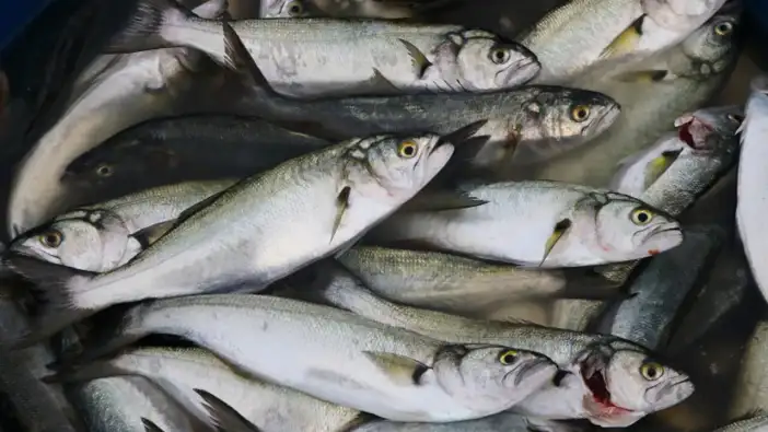 Karadeniz’de lüfer çıkmazı: Balık var, tezgâha gelmiyor