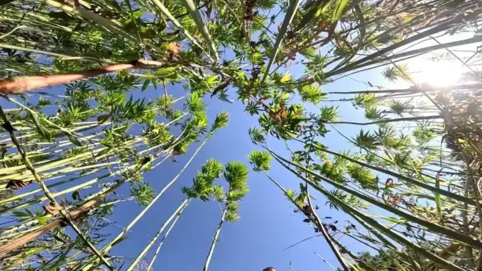 Samsun’dan kenevir üretiminde son tarih uyarısı: başvurular 1 Nisan’da sona eriyor