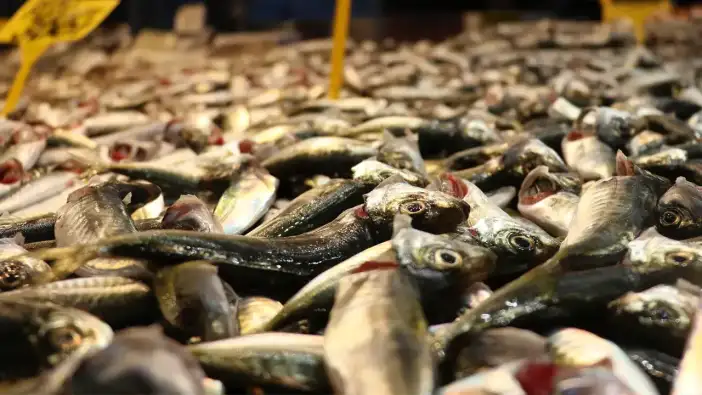 Trabzon’da balık tezgahlarında son durum: İşte güncel fiyatlar