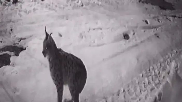 Artvin Ardanuç’ta yaban hayvanları köye indi