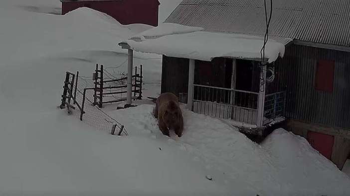 Koca koca ayılar Trabzon'da yayla evlerini mesken tuttu