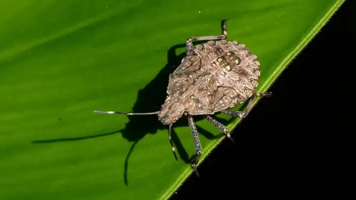 Trabzon’dan kahverengi kokarca için yeni adım: “AFAD’a başvurdum”