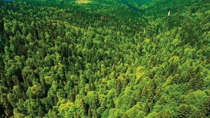 Trabzon’da 4 mahallede 7 bölge orman dışına çıkarıldı