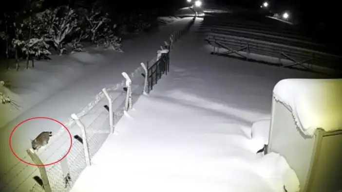 Ordu Akkuş’ta nesli tehlikedeki vaşak yine kamerada