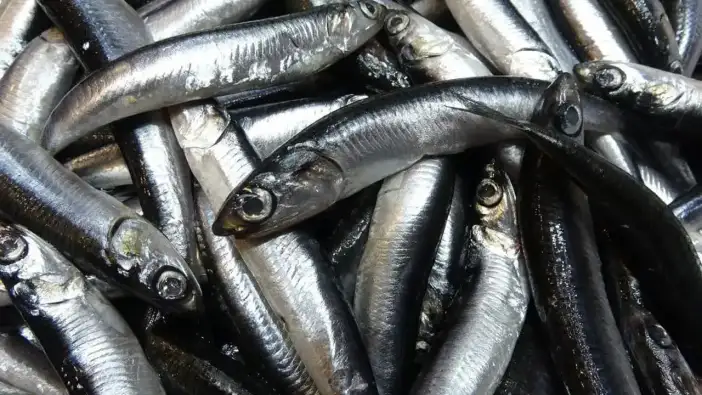 Trabzon’da hamsi ihracatı kazandırdı: İşte rakamlar
