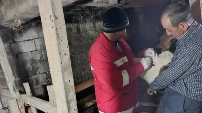 Çarşamba’da Büyükbaş hayvanlara Şap Aşısı seferberliği