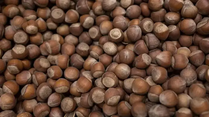 Trabzon’da fındık fiyatları belirlendi! 14 Mart’ta fiyatlar ne kadar oldu?