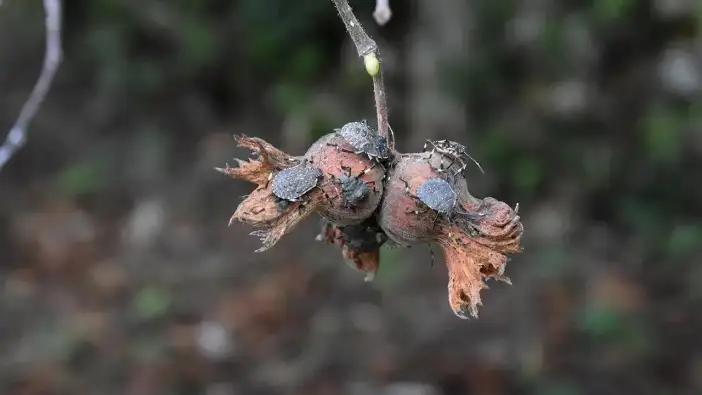 Ordu’da kokarca alarmı! Bayramda gelenlere ilaçlama çağrısı