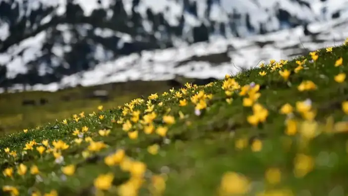 Gümüşhane’de doğa şöleni: Çiğdemler vadeyi renklendirdi