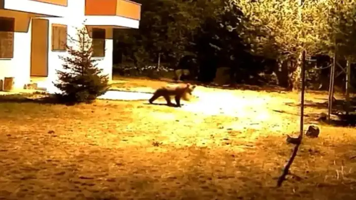 Gümüşhane’de ayılar köye indi! Alarm da durduramadı