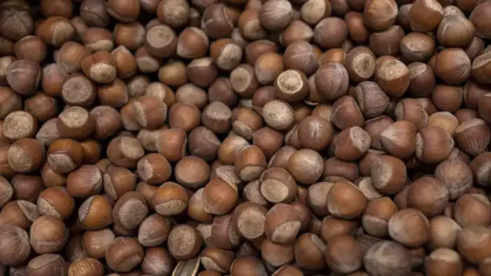 Trabzon’da fındık fiyatlarında dikkat çeken fark