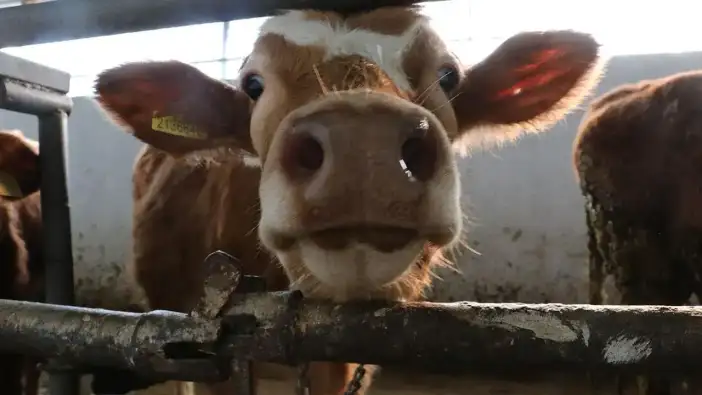 Trabzon’dan üreticilere kritik uyarı: Başvurular başladı