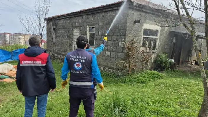 Trabzon’da kahverengi kokarcaya karşı mücadele sürüyor