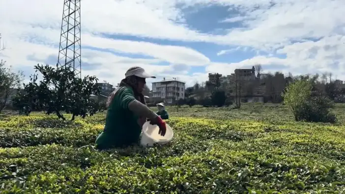 Çay üreticileri yeni sezon için hazırlıklarını tamamladı