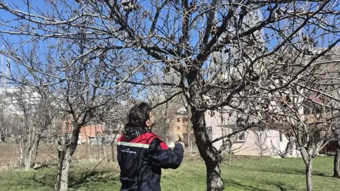 Aydıntepe’de meyve bahçelerinde budama çalışması
