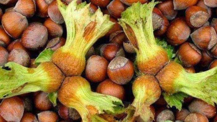 Trabzon’da fındık fiyatı ne kadar? İşte 8 Nisan tablosu