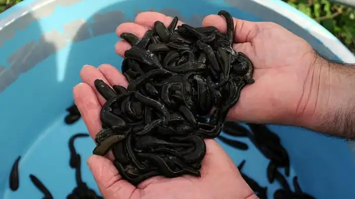 Trabzon’da sülük alarmı: Başkan uyardı