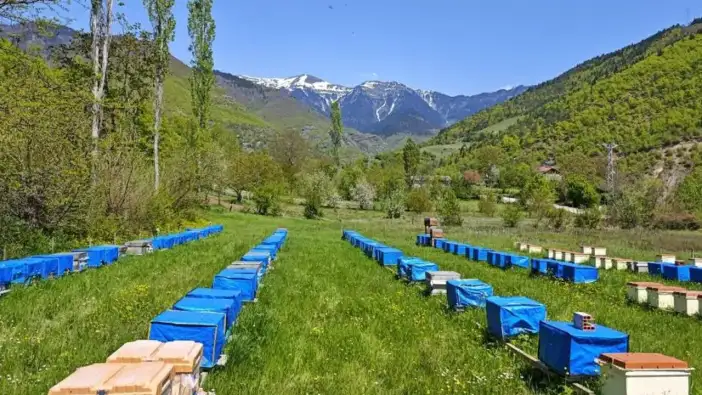 Doğu Karadeniz’de arılar tehlikede: Verim yüzde 50 düşebilir