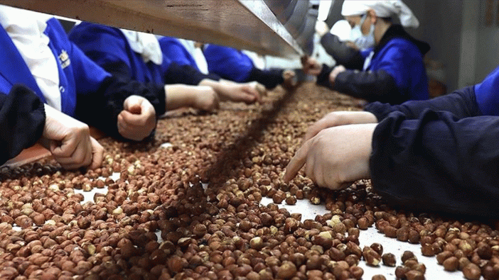 Doğu Karadeniz'de yılın ilk çeyreğinde 379 milyon dolarlık fındık ihracatı