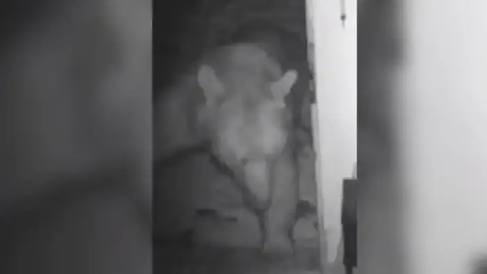 Trabzon’da ayı paniği: Evleri talan etti