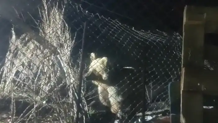 Bayburt’ta ayı şantiyeye indi: “Sen acıktın mı?” deyince kaçtı