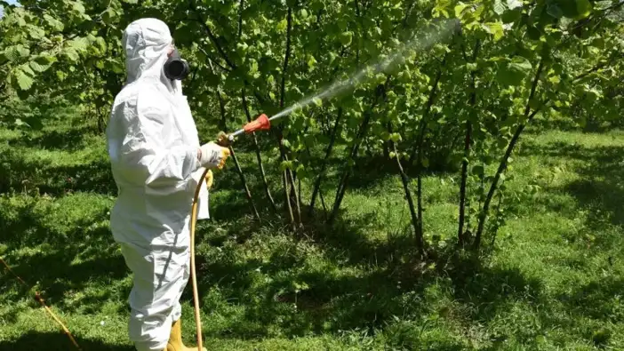 Fındıkta kritik mücadele başladı: Küllenme ve akar tehlikesi