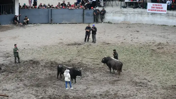 Yusufeli’nde 200 yıllık gelenek: Boğa güreşlerine yoğun ilgi
