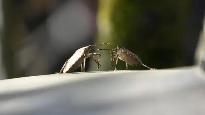 Kahverengi kokarcaya karşı yeni umut: Yerli biyolojik ilaç geliştiriliyor