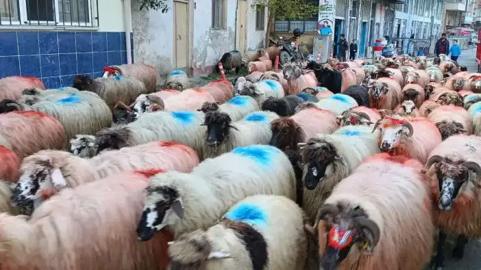 Trabzon'da kurban fiyatları ne kadar?