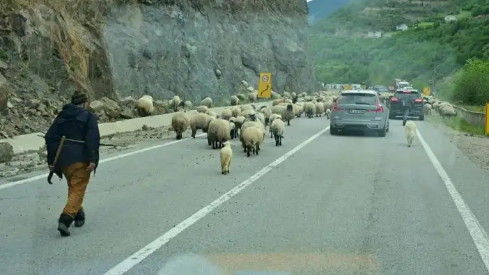 Gümüşhane’de yayla göçü başladı! Koyun sürüleri yollara düştü