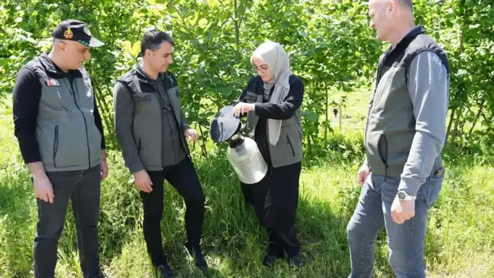Artvin’de kahverengi kokarcaya karşı biyoteknik mücadele sürüyor