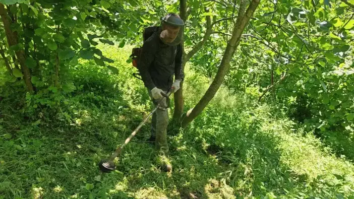 Ordu’da fındık mesaisi başladı! Üreticiler hasat öncesi bahçelerde