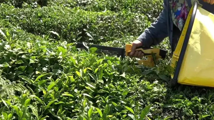 ÇAYKUR’da alımlar devam ediyor: Yaş çay alımı 150 bin tonu aştı