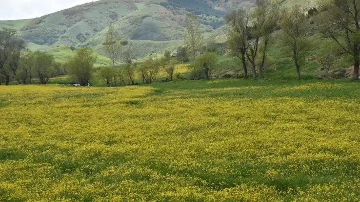Gümüşhane’nin sarı cenneti ziyaretçilerini ağırlıyor