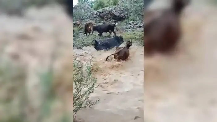Artvin’de taşan dereyi geçmeye çalışan büyükbaşlar kamerada