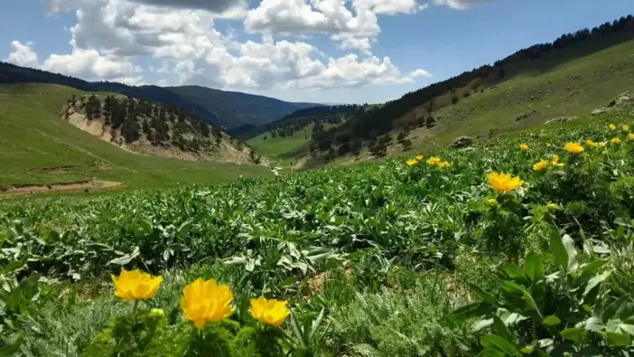 Bu çiçeği koparmanın cezası 80 bin lira