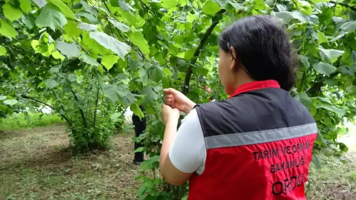 Kahverengi kokarcaya karşı 300 bin samuray arısı doğaya salındı