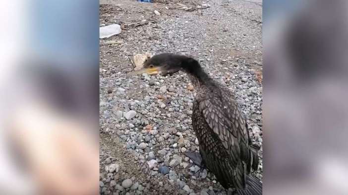 Trabzon’da yaralı karabatak kurtarıldı, ortaya renkli görüntüler çıktı
